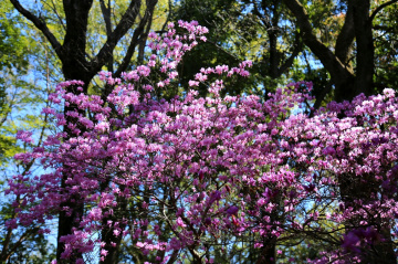 Pink blooming