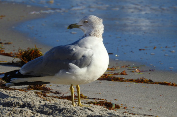 Gaivota