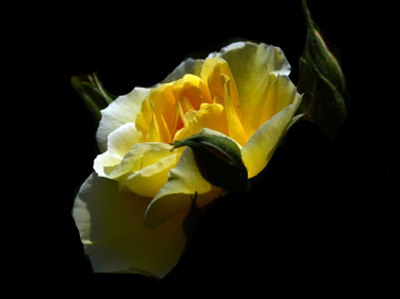LICHT