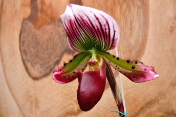 Paphiopedilum callosum