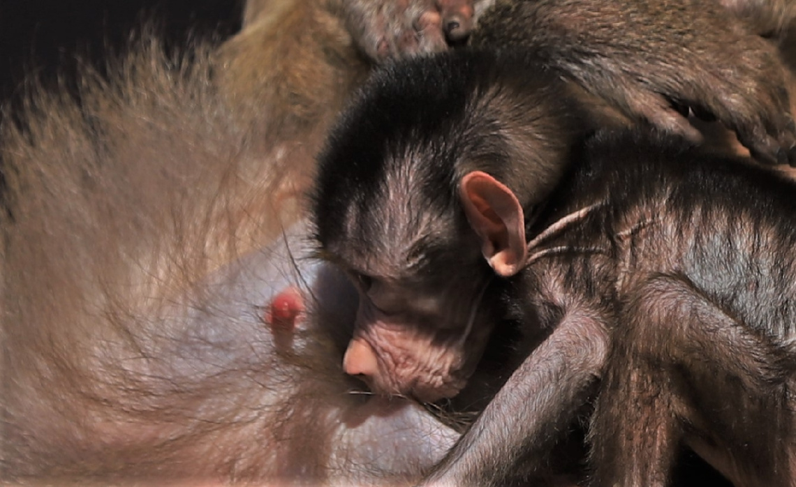 A Little Cute One....