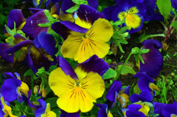 BLÜTEN