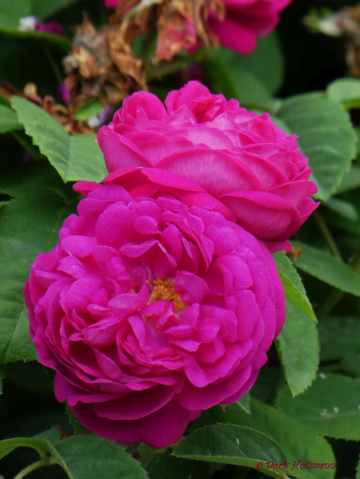 Rose