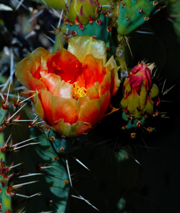 Sonoran Desert Flower