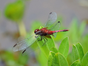 Dragonfly