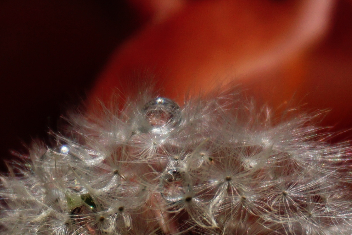 Miniciks Hayatlar  DOĞANIN GÖZYAŞLARI  