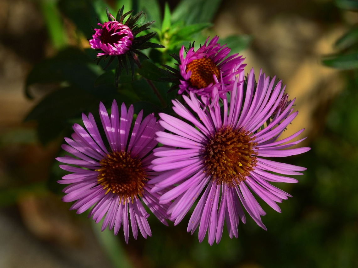 BLÜTEN