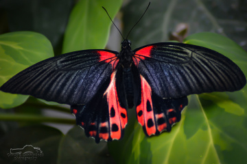 Butterfly