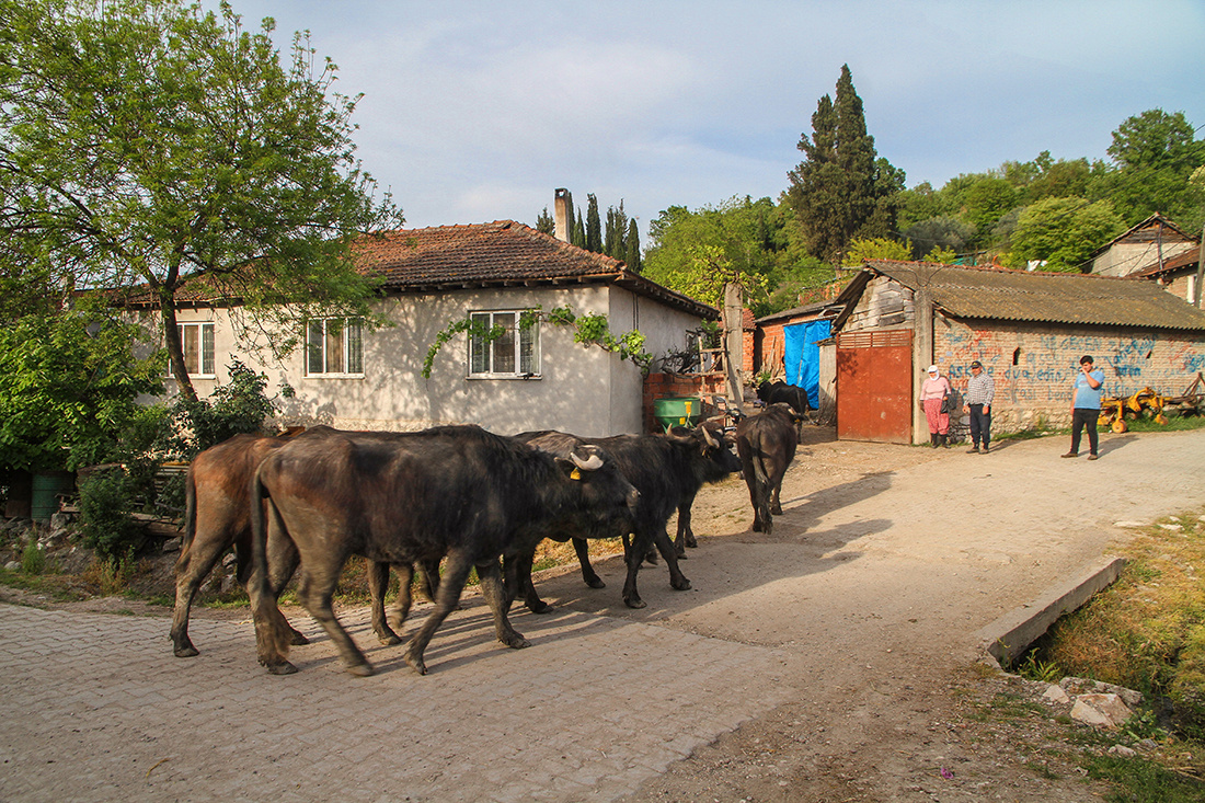 Köyde Akşam Öncesi