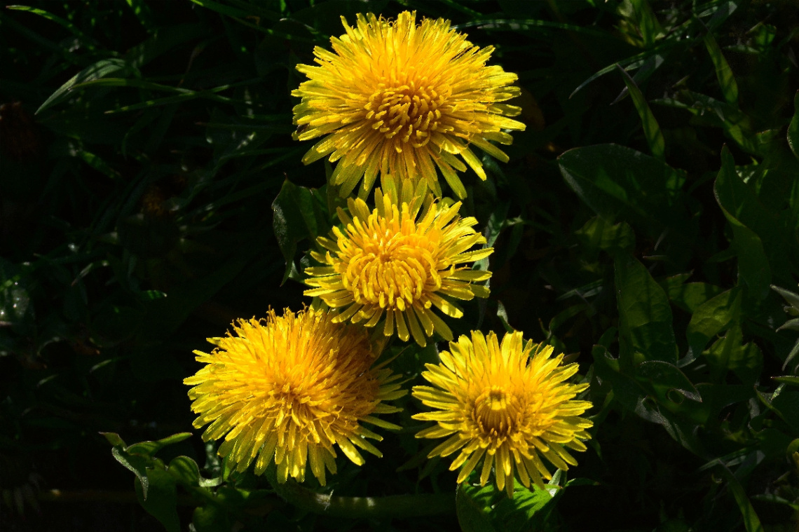 BLÜTEN