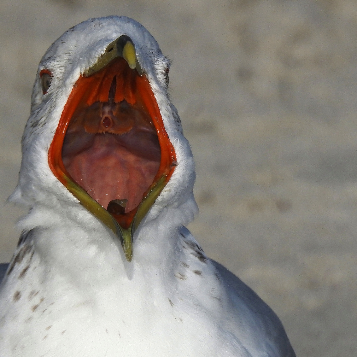 Silver Gull 