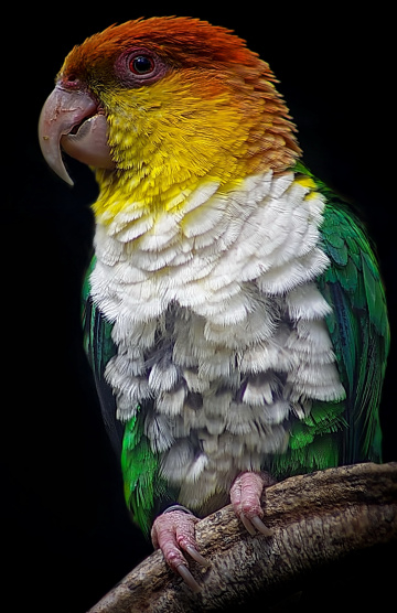 parrot