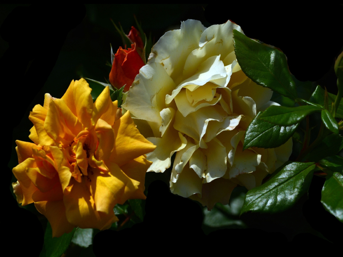 LICHT