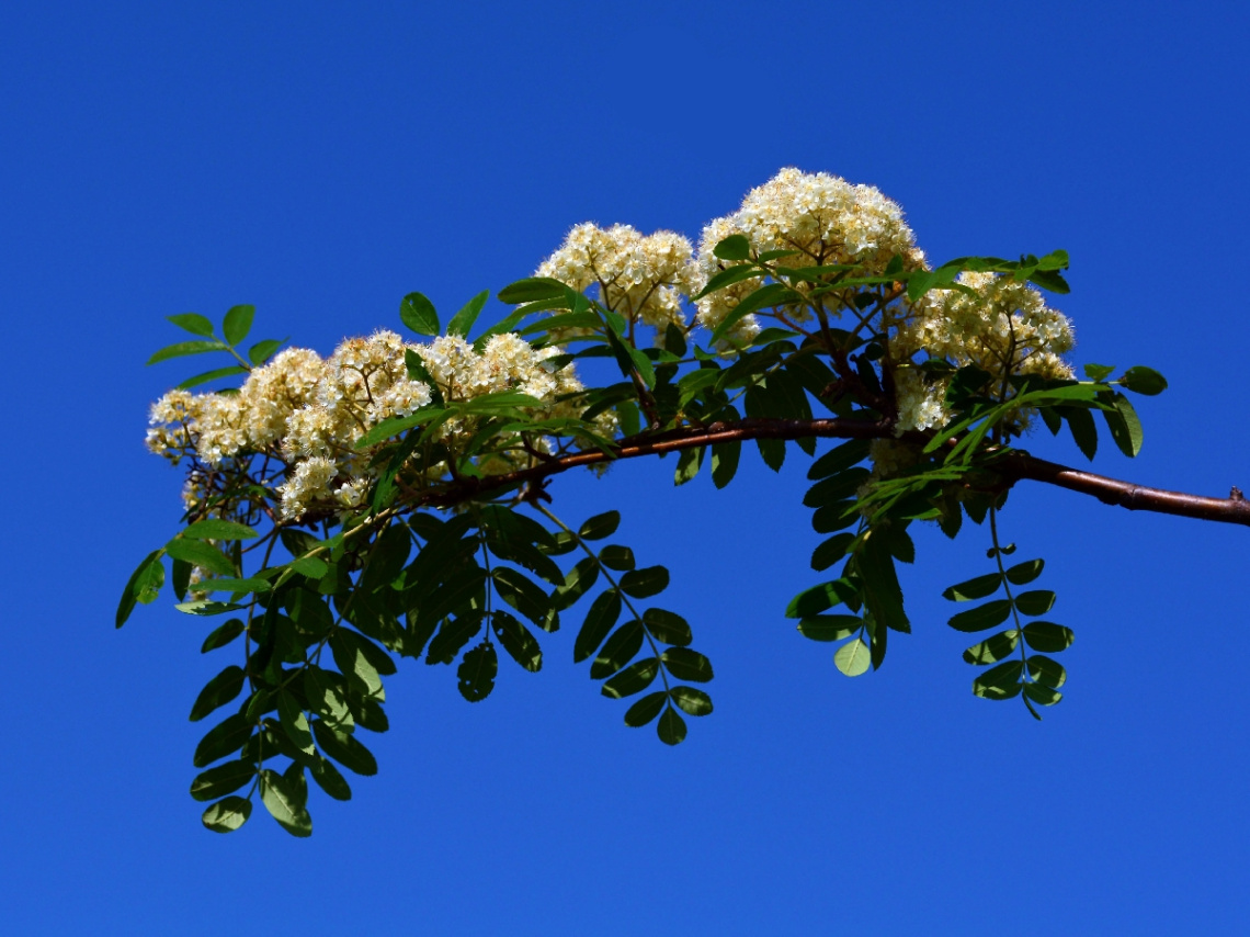 FRÜHLING