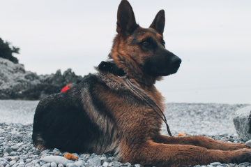 K9