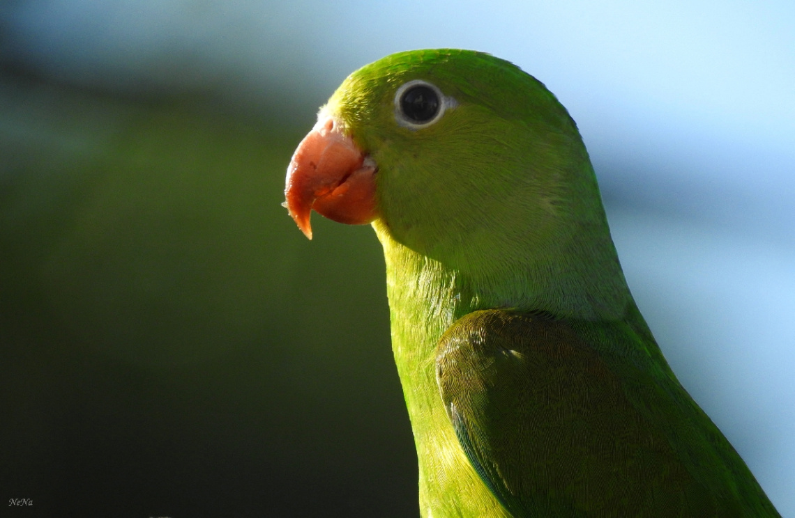 Periquito