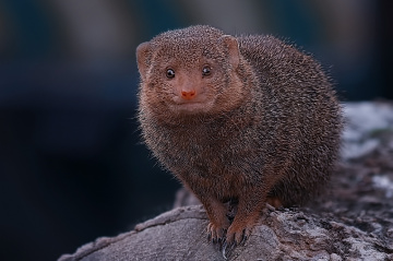 mongoose