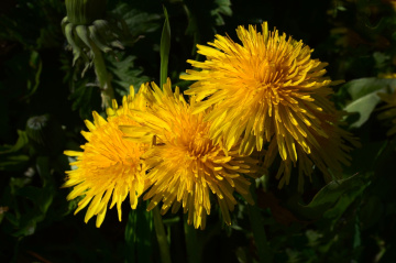 BLÜTEN