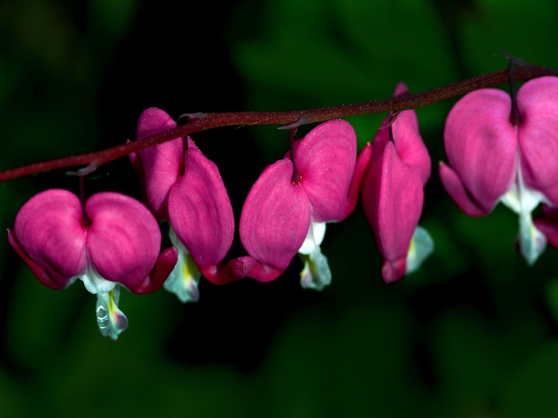 BLÜTEN
