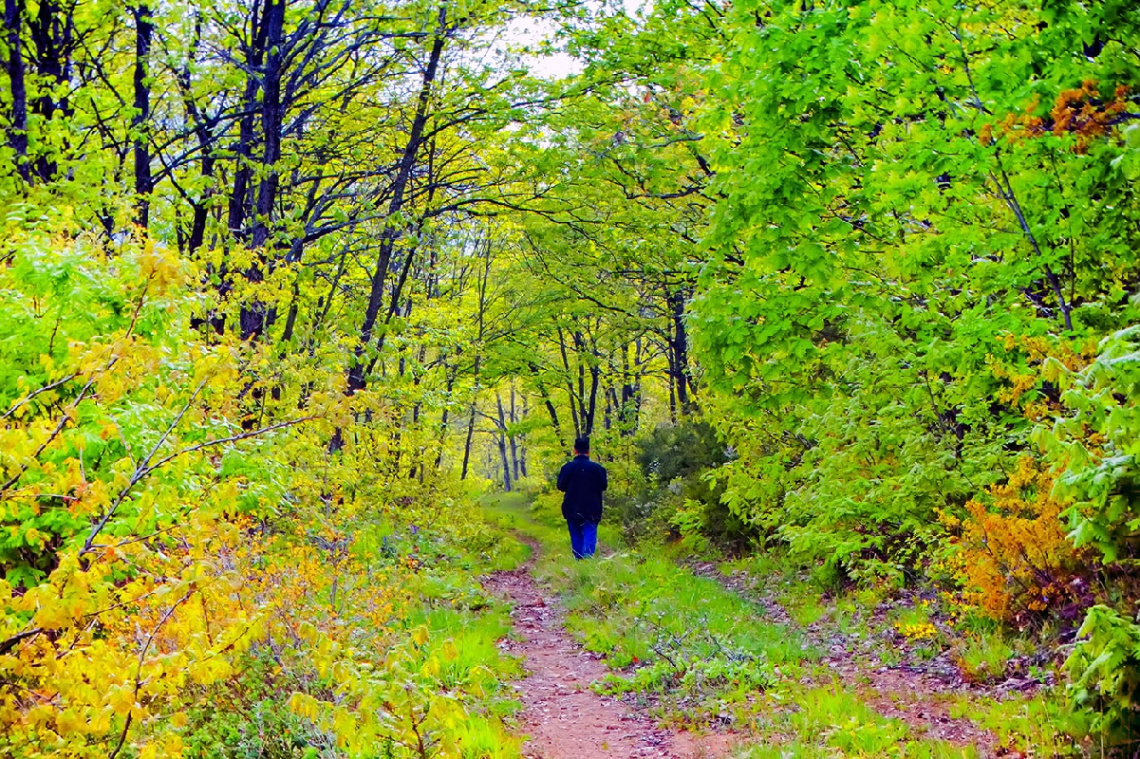 Orman Yolu