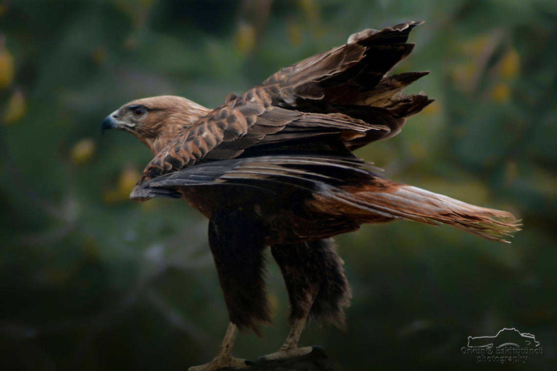 Kızıl şahin - Long-legged buzzard