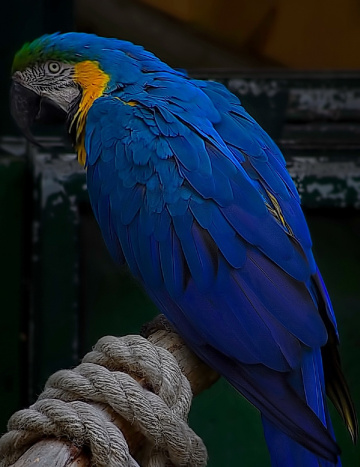 Ara