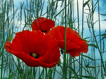 BLÜTEN