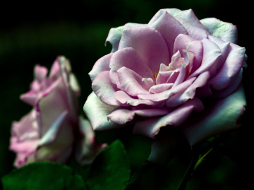 BLÜTEN