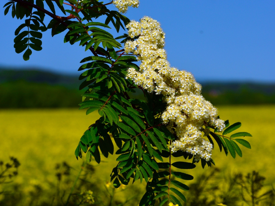 FRÜHLING