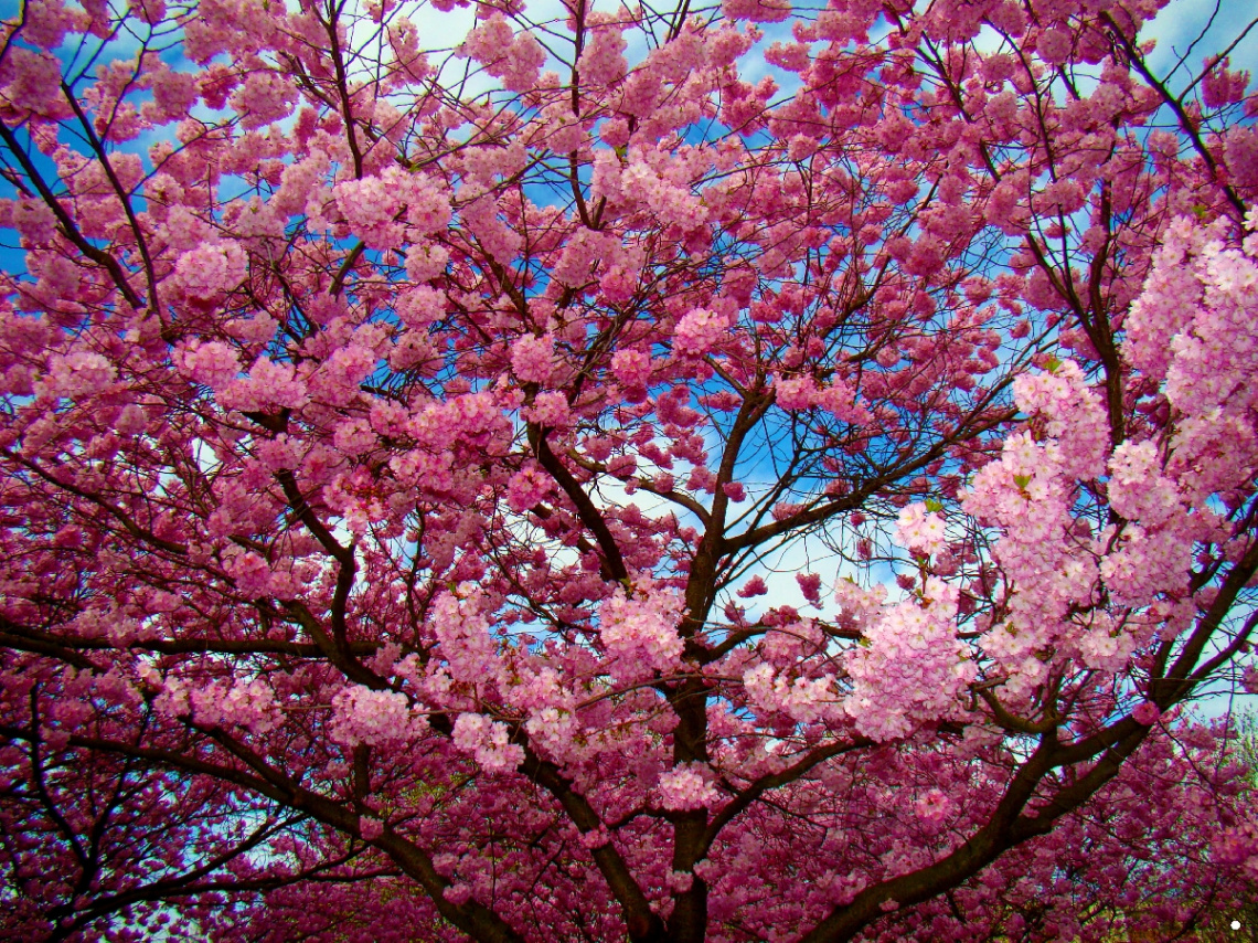 BLÜTEN