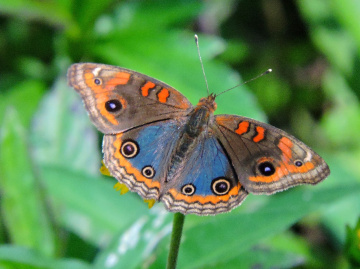 Junonia Coenia