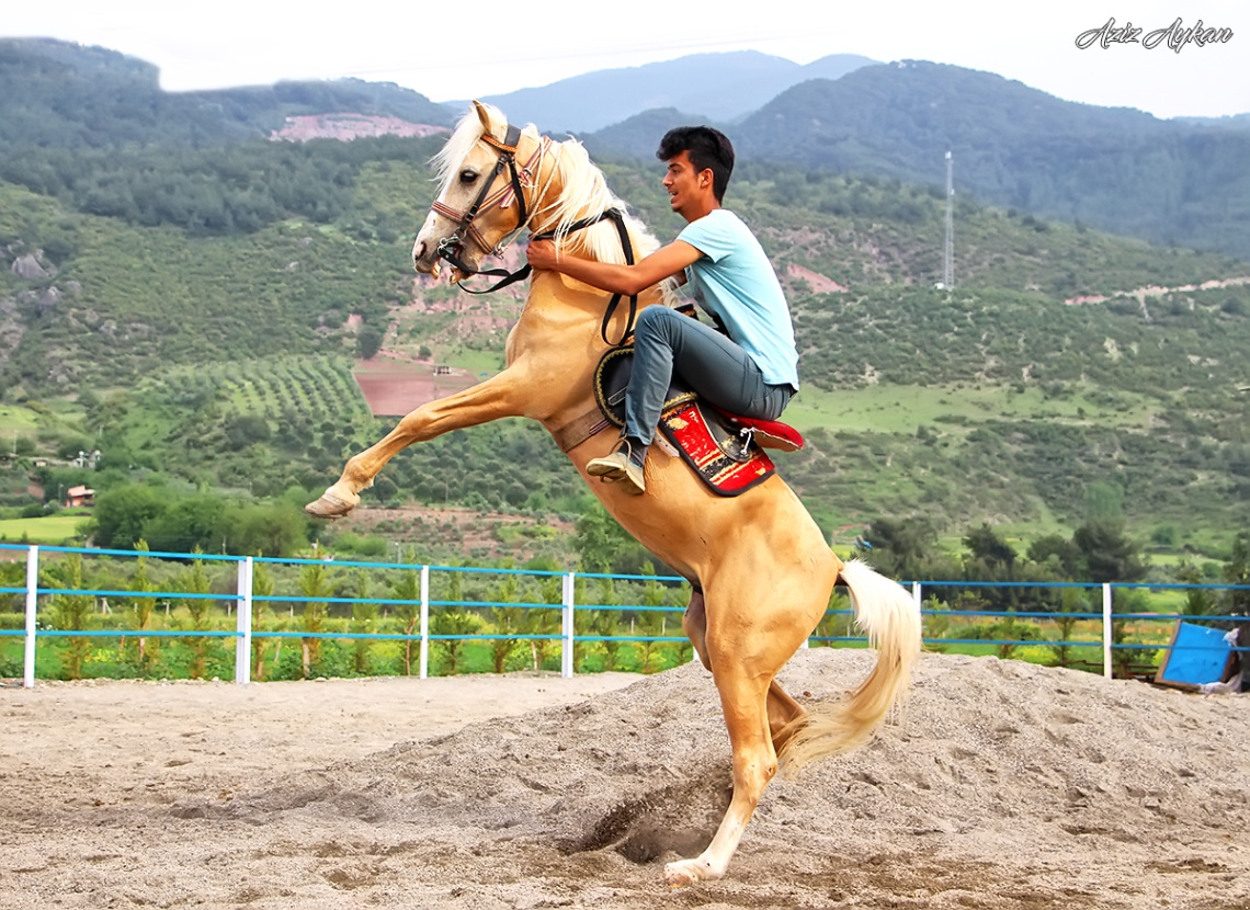 At Binenin Kılıç Kuşananın :))