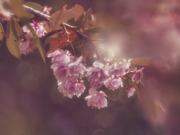 Cherry Blossom