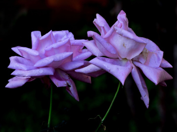 BLÜTEN