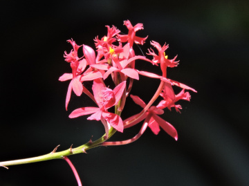 Mini Orchids