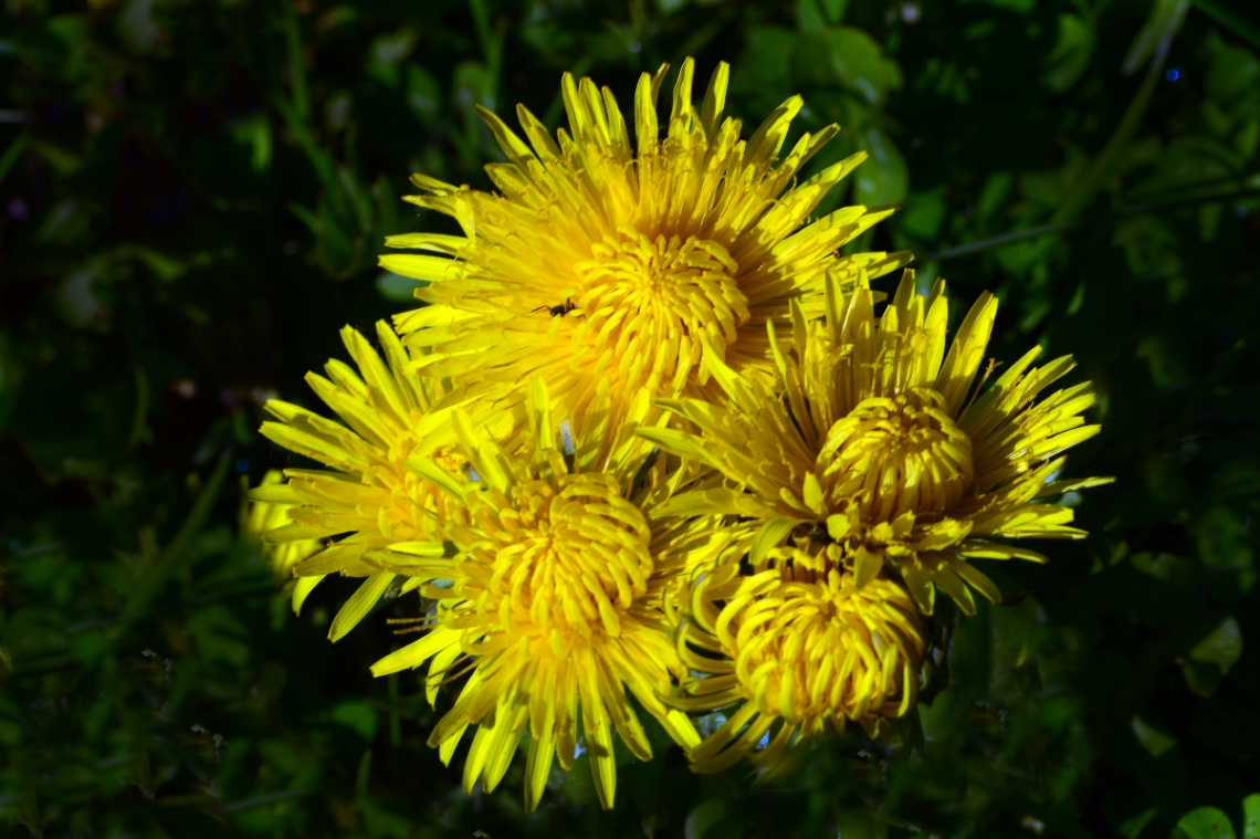 BLÜTEN