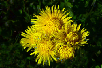 BLÜTEN