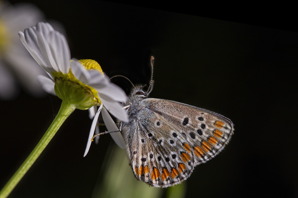 Çokgözlü Esmer Kelebek