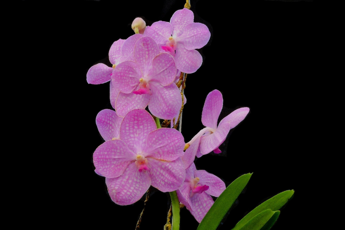 Vanda orchids