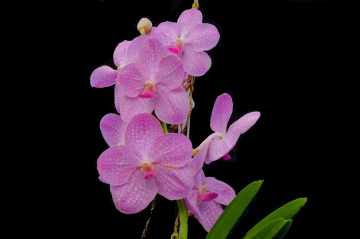 Vanda orchids