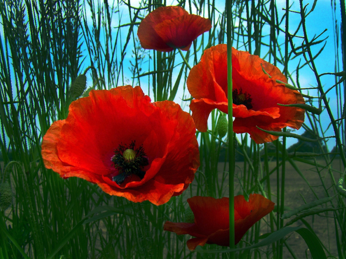 BLÜTEN