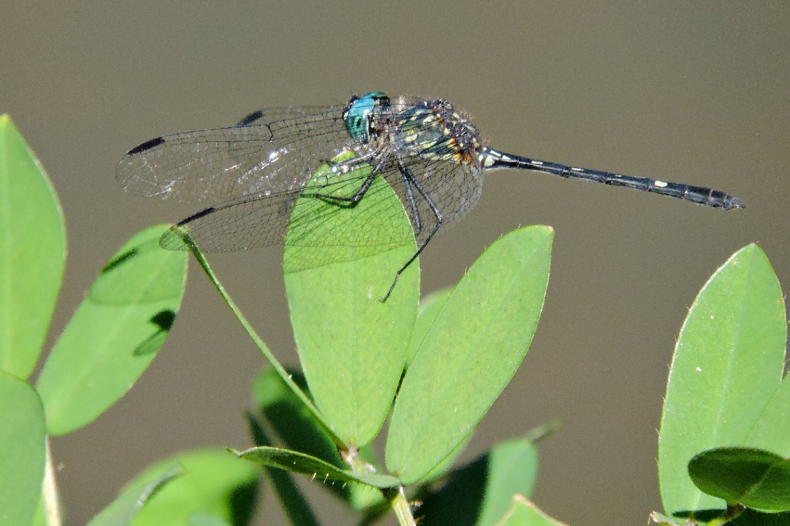 Blue Dragonfly 
