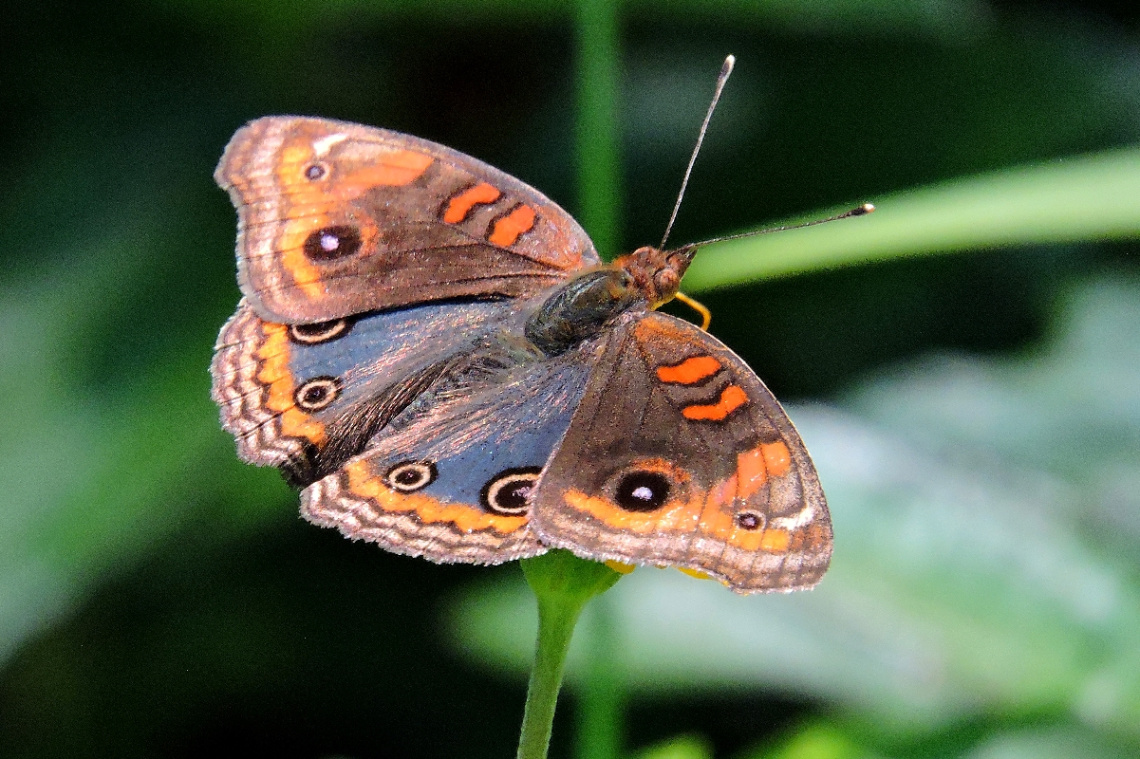 Borboleta 