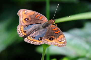 Borboleta 