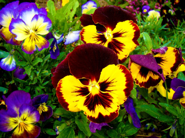 BLÜTEN