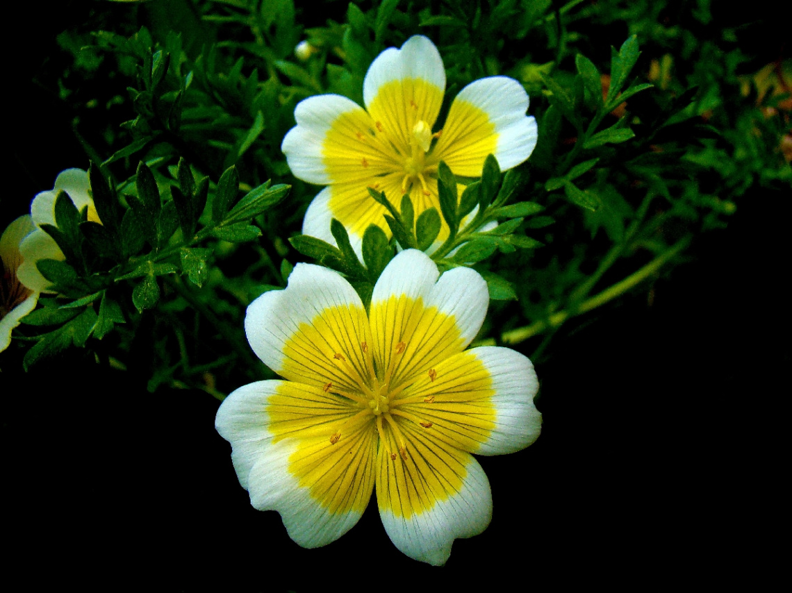 BLÜTEN