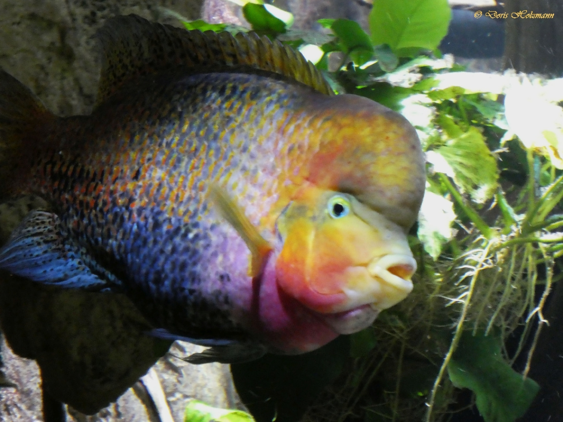 Fisch