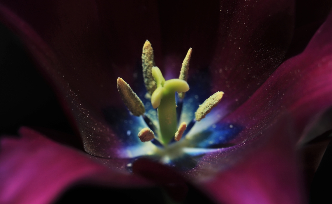 Tulip moment
