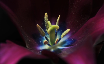 Tulip moment