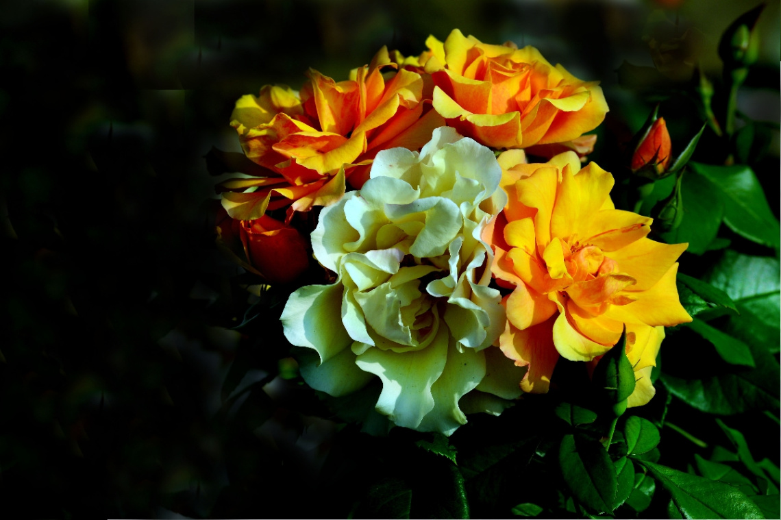 BLÜTEN